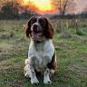 Sam Ingles's avatar