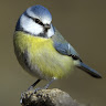 Rachel S's avatar
