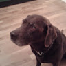 Anne Kibble's avatar