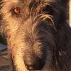 Rose Boon's avatar