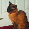 Debbie Coull's avatar