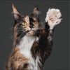 Kim Saxoncats Maine Coons's avatar