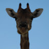 Casper van Rensburg's avatar