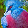Kanga 3683's avatar
