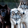 WOLFPAC WOLFIE's avatar