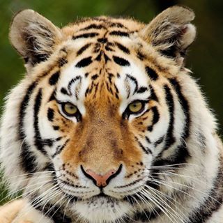 Tony McCarron's avatar