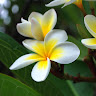 Bali Posner-Tal's avatar