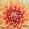 Emily's avatar