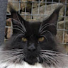 Tabby Whispurr's avatar