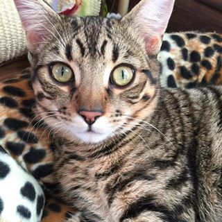 Alison Woodward's avatar