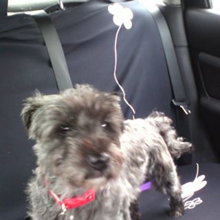 Dee Thornley's avatar