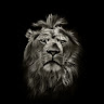Wesley Jeffrey-Ward's avatar