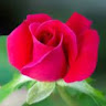 Joanne B's avatar