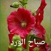 Sarah Khan's avatar
