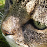 lois holmes's avatar