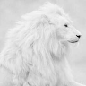 OS A.'s avatar