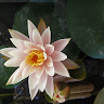 Vaishnavi Nemakal's avatar