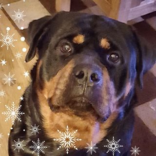 Julie Higgins's avatar