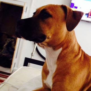 David Richardson's avatar