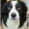 Dave Mackenzie's avatar