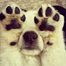 Apuseni Kennel's avatar