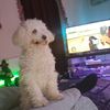 Teddy Toy Poodle's avatar