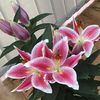 Barbara Ann Corbett's avatar