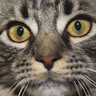 these cats's avatar