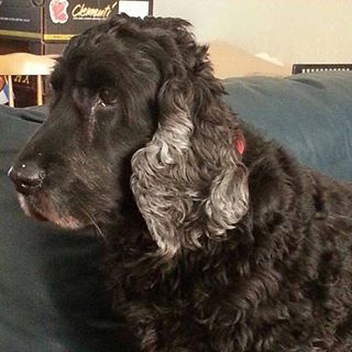 Chris Harris's avatar