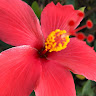 Priya Canover's avatar