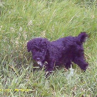 Sharon Isaacs's avatar