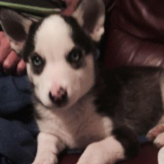 Kelly Cross's avatar