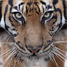 Mahad Alassow's avatar