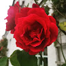 Pollyanna Mears's avatar