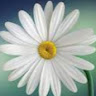 Elaine Burns's avatar