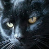 June Gardiner's avatar