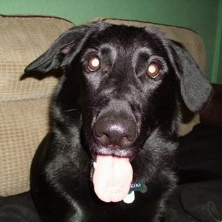 Rhodri Williams's avatar