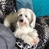 Steve G's avatar