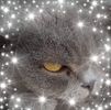 Adrian Critchley's avatar