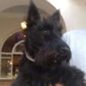 Colin Sidey's avatar