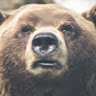 Grumpy Bear's avatar