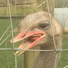 Paul Gittings's avatar