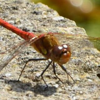 Godfrey Smith's avatar