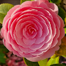 Joanne W's avatar