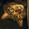 Tony's avatar