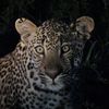 Steve T's avatar