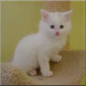 Diane Price's avatar