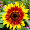 Annick H's avatar