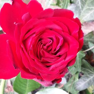 Sally Bowerman's avatar