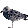 Andrea Tyreman's avatar